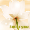 i miss you : white flower