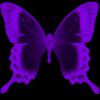 neon purple butterfly