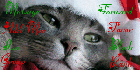 Christmas Cat Contact Table