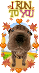 cute kawaii dog : i run to you