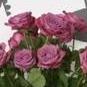 pruple roses