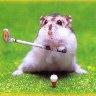 Hamster Golf