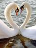 swan love 