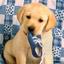 puppy with shoe