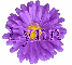 Lynn in purple flower