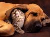 Dog & Kitty Sleeping