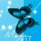 blue butterfly meggy