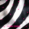 I Love Zebras