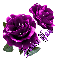 Jennifer Purple Roses