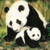 Baby Panda & Mommy