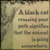 Black Cat Crossing Your Path