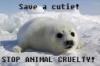 STOP ANIMAL CRUELTY!