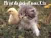 Kitty w/ duck
