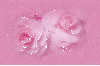 Pink Rose Glitter